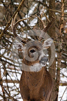 Whitetail Deer Buck in Snow