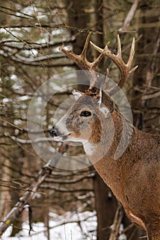 Whitetail Deer Buck in Snow