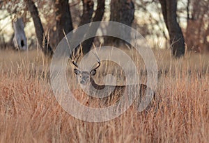 Whitetail Deer Buck Standing  in Autumn