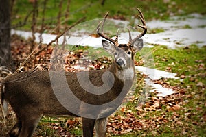 Whitetail deer odocoileus virginianus white-tailed buck standing broadside but facing camera