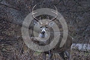 Whitetail Deer Buck photo