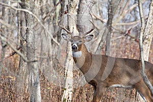 Whitetail Deer Buck