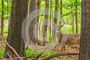 Whitetail Deer Buck