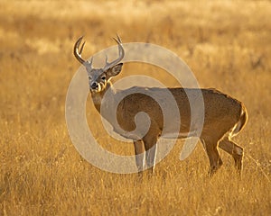 Whitetail Deer Buck stands in grass field during hunting season