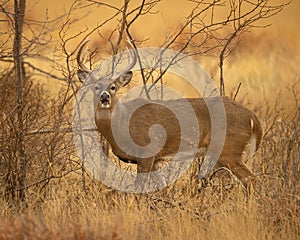 Whitetail Deer buck stands in wooded thicket