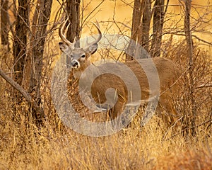 Whitetail Deer Buck stands in wooded thicket during fall hunting season