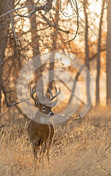 Whitetail Deer Buck at Sunrise