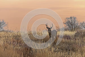 Whitetail Deer Buck at Sunset in Autumn