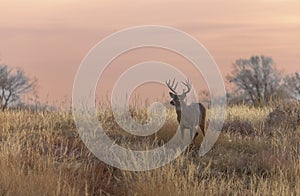 Whitetail Deer Buck at Sunset in Fall