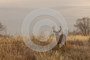 Whitetail Deer Buck at Sunset in Fall