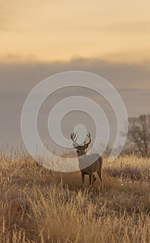 Whitetail Deer Buck at Sunset in Fall