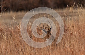Whitetail Deer Buck in Tall Grass in Autumn