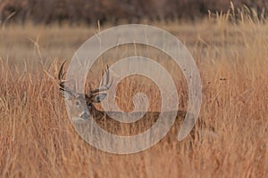 Whitetail Deer Buck in tall Grass in Autumn