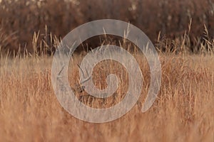 Whitetail Deer Buck in Tall Grass in Fall