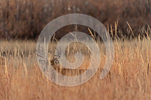 Whitetail Deer Buck in Tall Grass in Fall