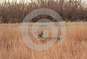 Whitetail Deer Buck in Tall Grass in the rut