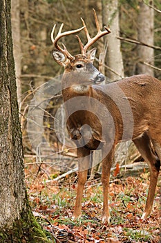 Whitetail Deer Buck photo