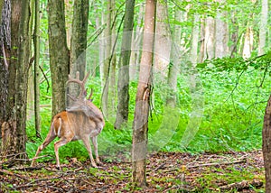 Whitetail Deer Buck In Velvet