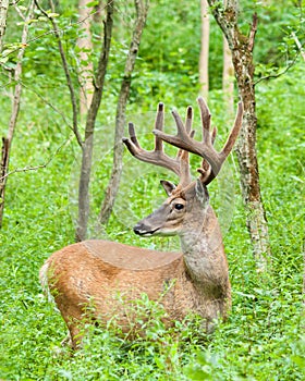 Whitetail Deer Buck In Velvet