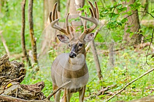 Whitetail Deer Buck In Velvet