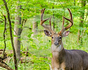 Whitetail Deer Buck In Velvet