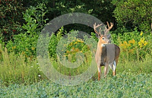 Whitetail Deer Buck with Velvet Antlers