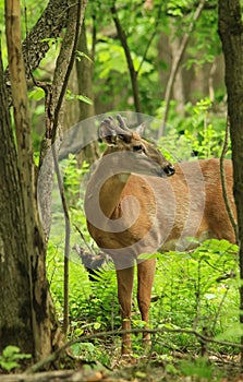 Whitetail Deer Buck with Velvet Antlers in Forest Clearing