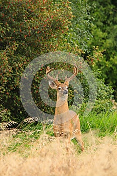 Whitetail Deer Buck with Velvet Antlers