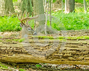 Whitetail Deer Buck In Velvet