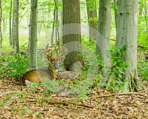 Whitetail Deer Buck In Velvet