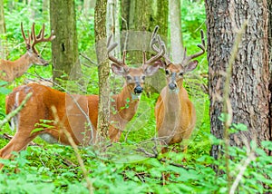 Whitetail Deer Buck In Velvet