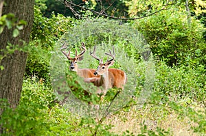 Whitetail Deer Buck In Velvet