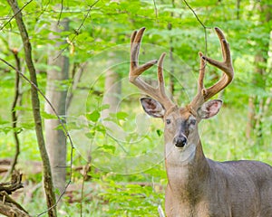 Whitetail Deer Buck In Velvet