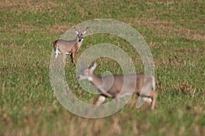 Whitetail deer buck watching doe during rut