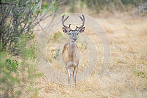 Whitetail Deer Buck