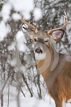 Whitetail Deer Buck Winter Rut