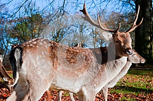 Whitetail deer buck