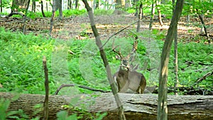 Whitetail Deer Bucks