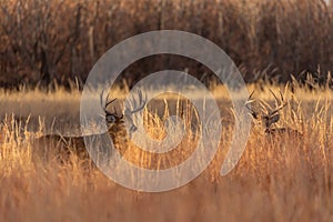 Whitetail Deer Bucks in Autumn