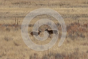 Whitetail Deer Bucks in Autumn in Colorado