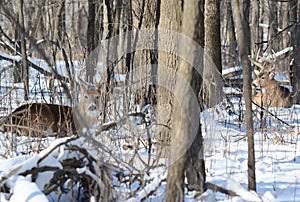 Whitetail Deer Bucks Bedded Down In Forest