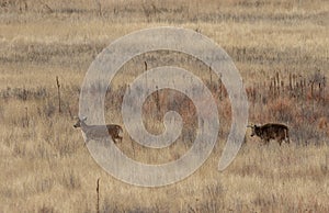 Whitetail Deer Bucks Rutting in Autumn