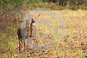 Whitetail Deer Bucks During Fall Rut photo