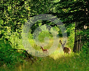 Whitetail Deer Bucks