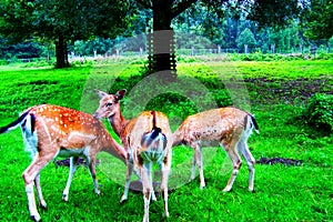 Whitetail Deer Bucks in summer velvet standing