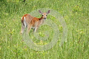 Whitetail Deer Button Buck