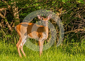 Whitetail Deer Button Buck