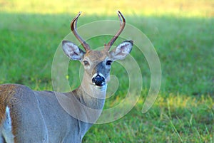 Whitetail deer chewing cud