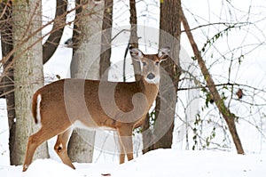 Whitetail deer (doe)