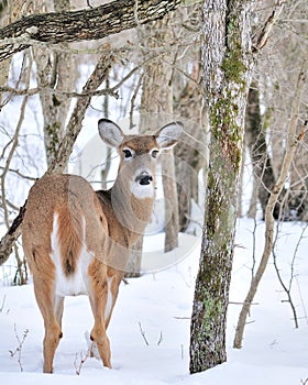 Whitetail Deer Doe